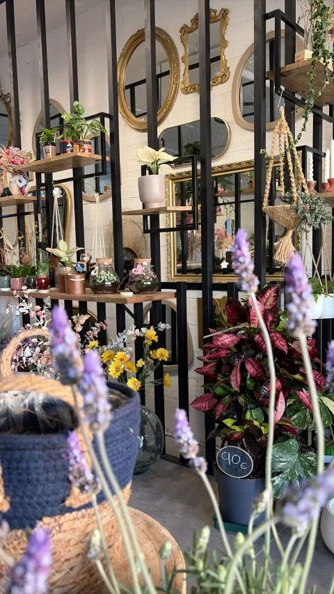 Estanterías con espejos y plantas colgantes