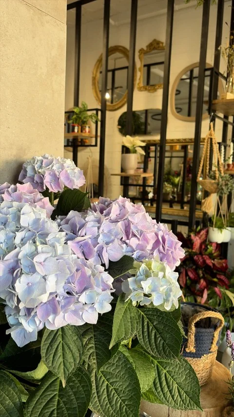Hortensias en el escaparate de la tienda