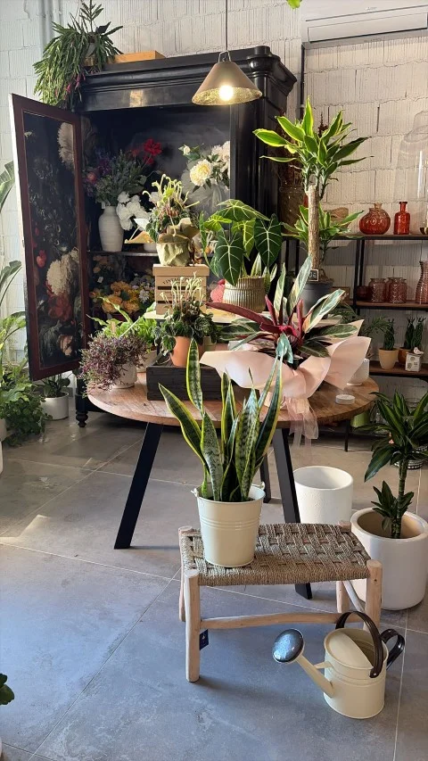 Rincón con plantas y armario decorativo